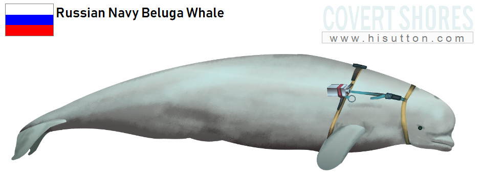Russian Navy Beluga whale - Covert Shores