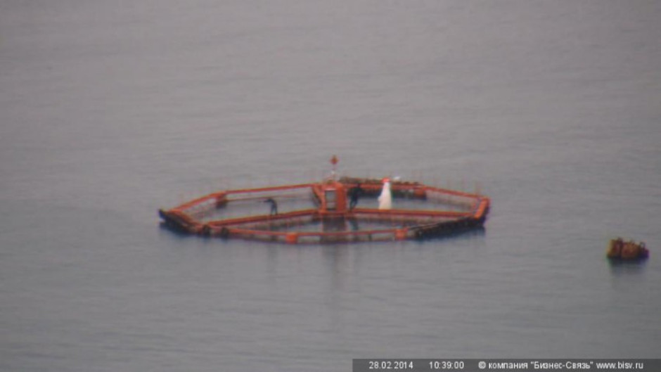 Beluga Whale Site In Sochi, Black Sea