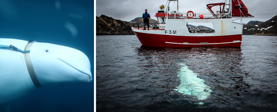 Russian Navy Beluga whale - Covert Shores