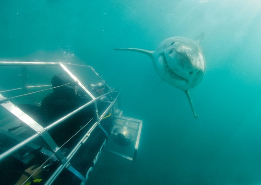 Shark Observation Vehicle